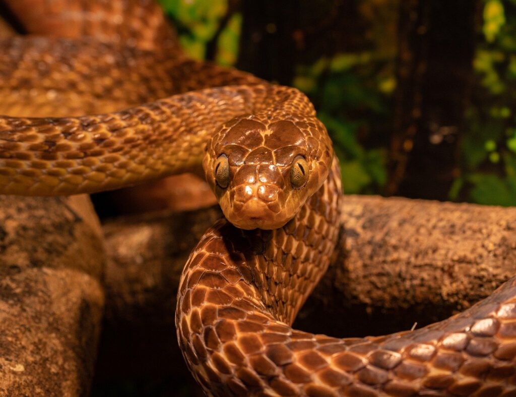 Les serpents de France métropolitaine - Passion Reptiles