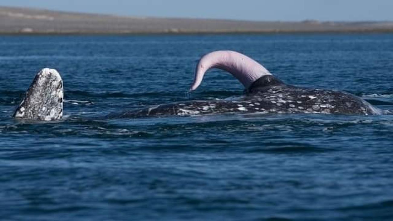 Secrets Des Profondeurs Le Myst re Du Sperme De La Baleine Bleue Secrets Des Profondeurs Le Myst re Du Sperme De La Baleine Bleue